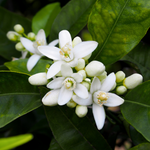 NEROLI