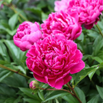 PEONY