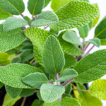 SAGE