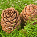 CEDAR