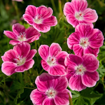 GERANIUM